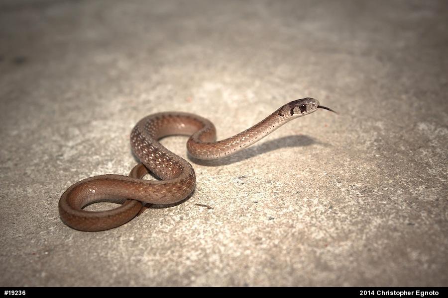 Dekay's Brownsnake