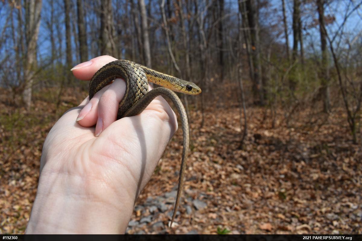 Eastern Gartersnake