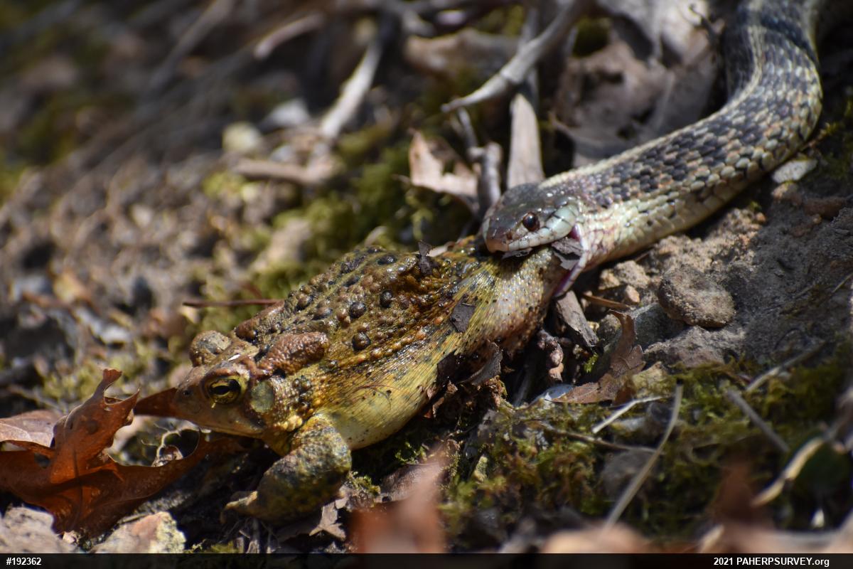 Eastern American Toad