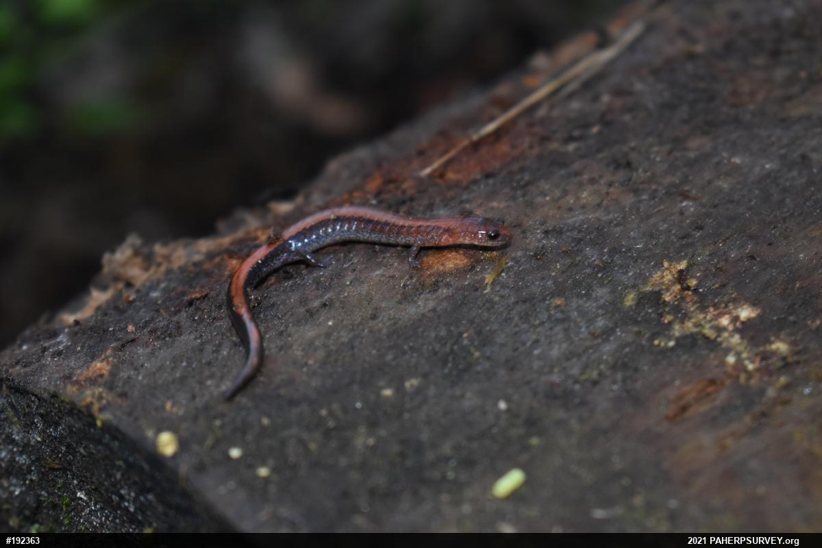 Eastern Red-backed  Salamander