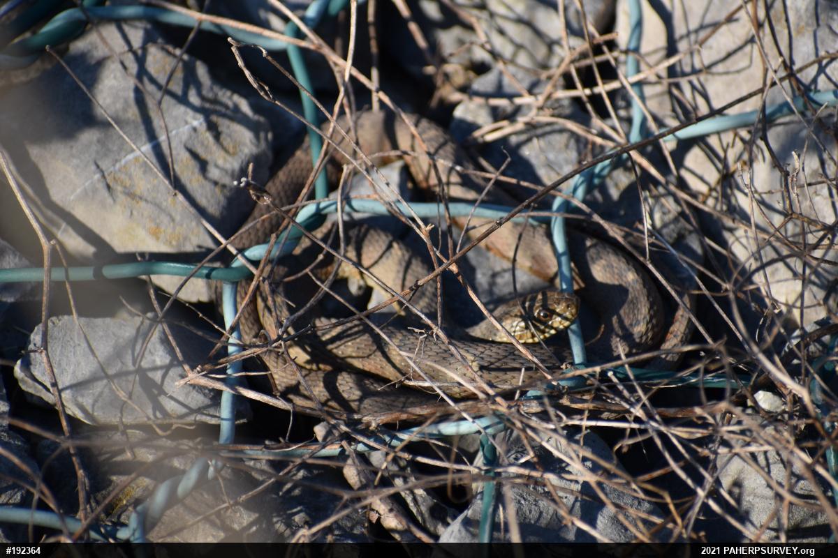 Northern Watersnake