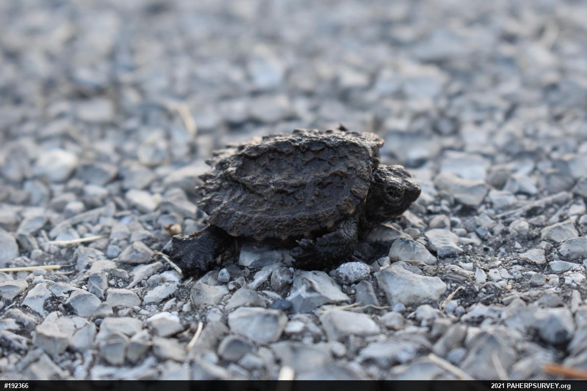 Snapping Turtle