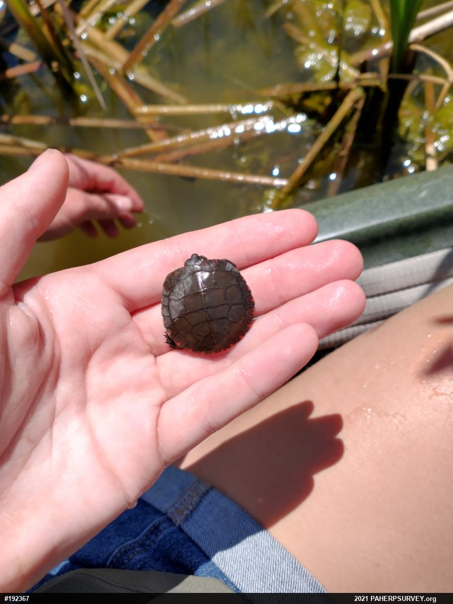 Eastern Painted Turtle