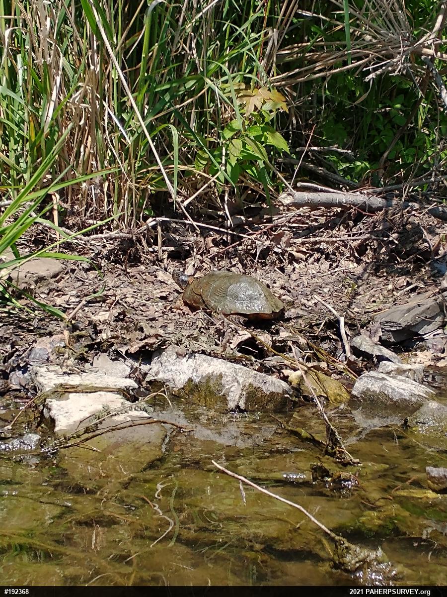 Wood Turtle