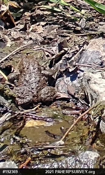 Eastern American Toad