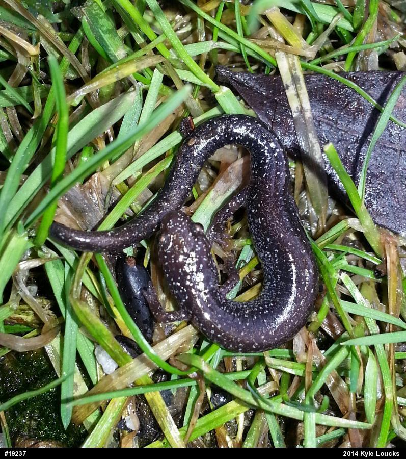 Eastern Red-backed  Salamander