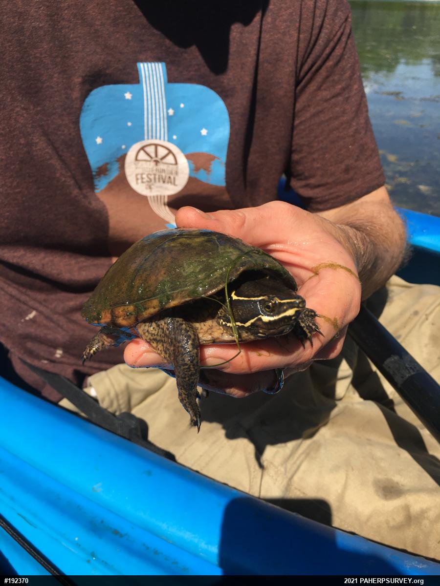 Eastern Musk Turtle