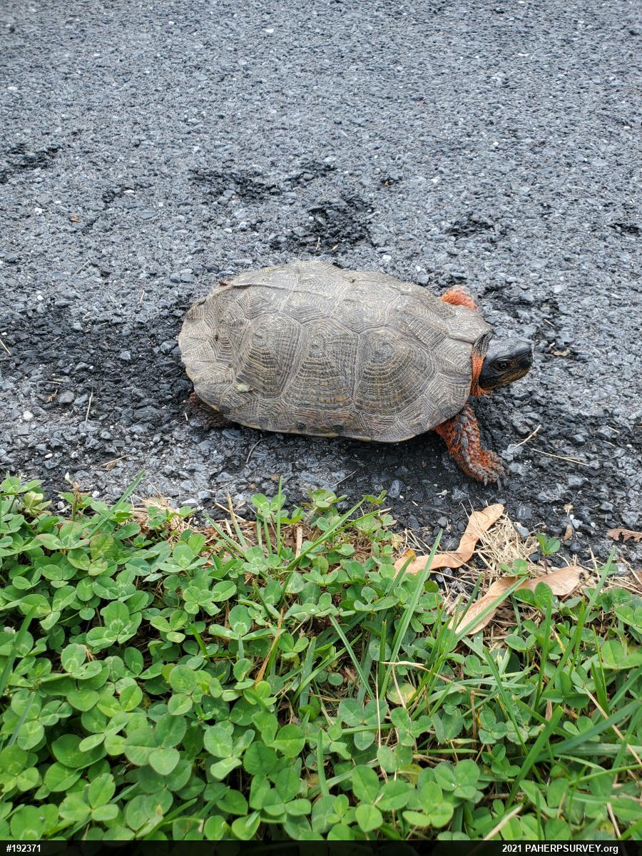 Wood Turtle