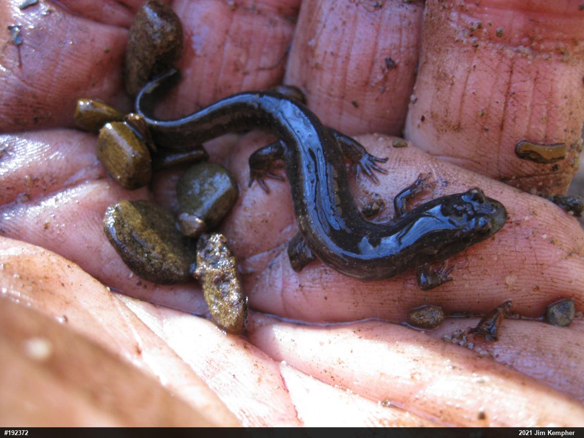 Northern Dusky Salamander
