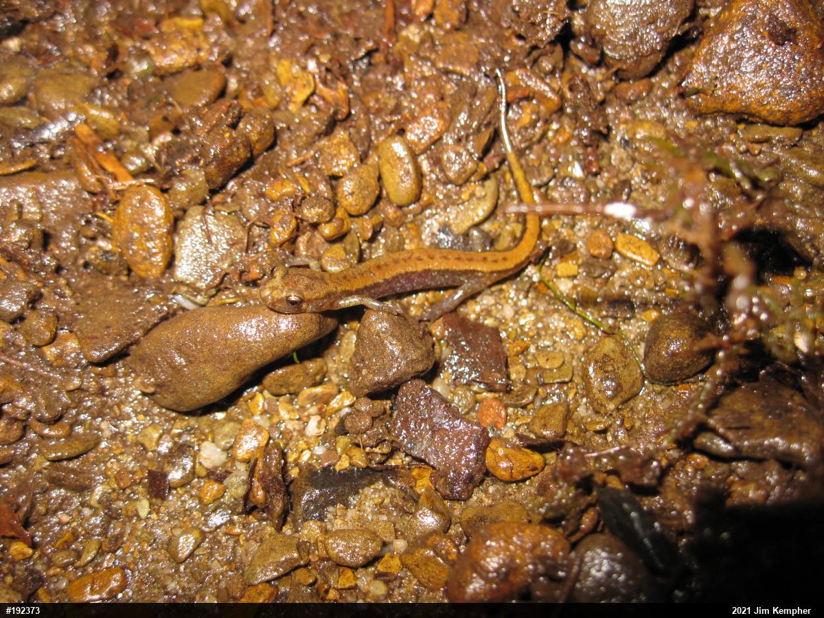 Allegheny Mountain Dusky Salamander