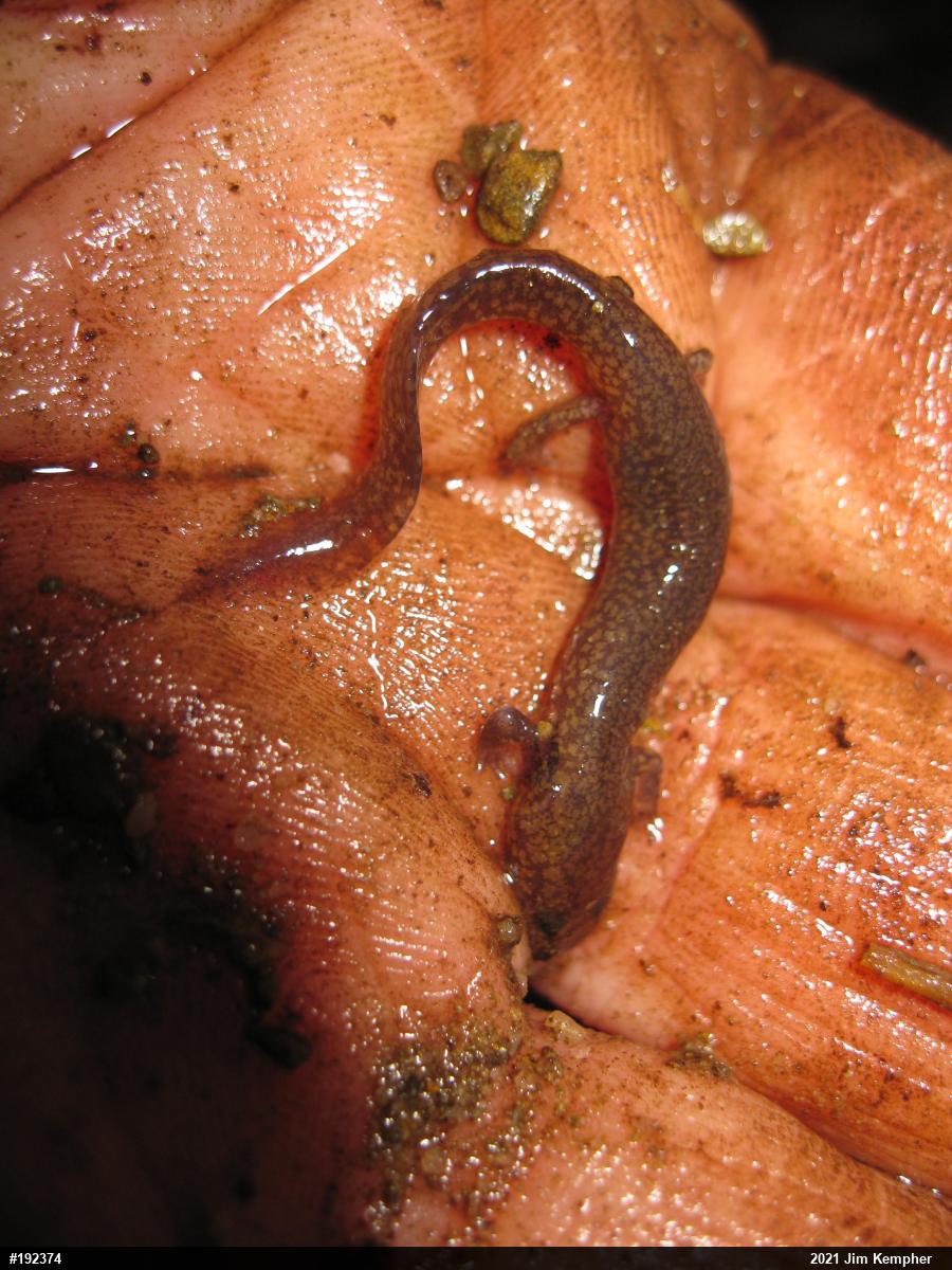Northern Spring Salamander