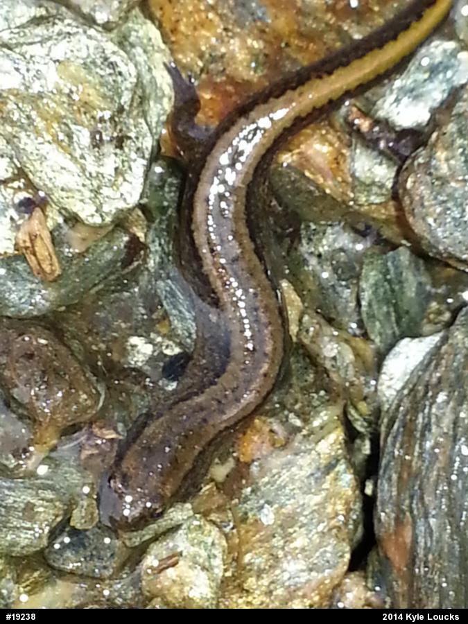 Northern Two-lined Salamander