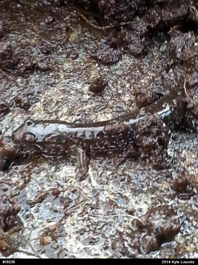 Northern Dusky Salamander