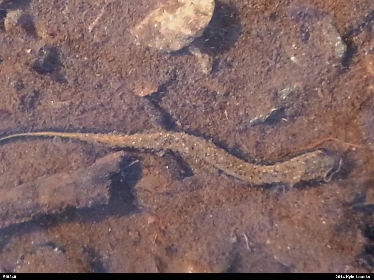 Northern Two-lined Salamander