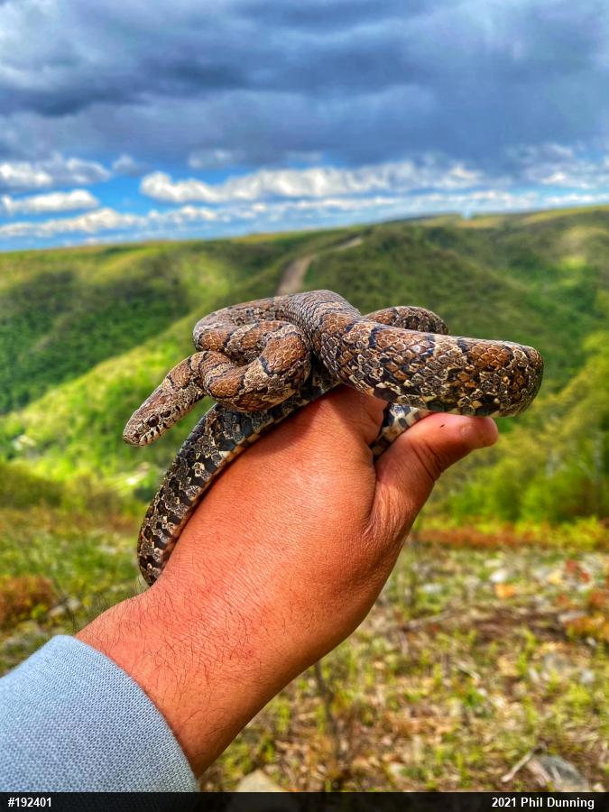 Eastern Milksnake