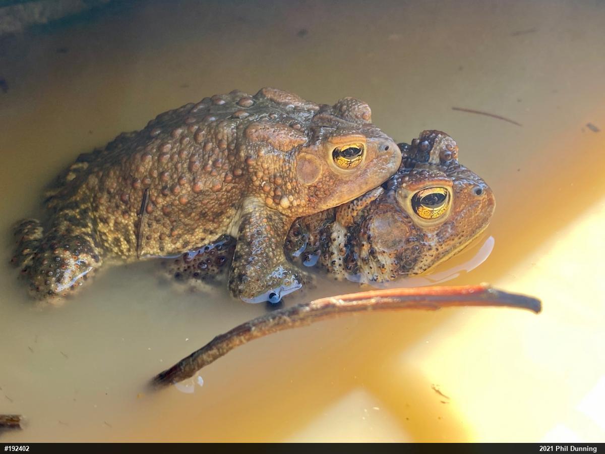 Eastern American Toad