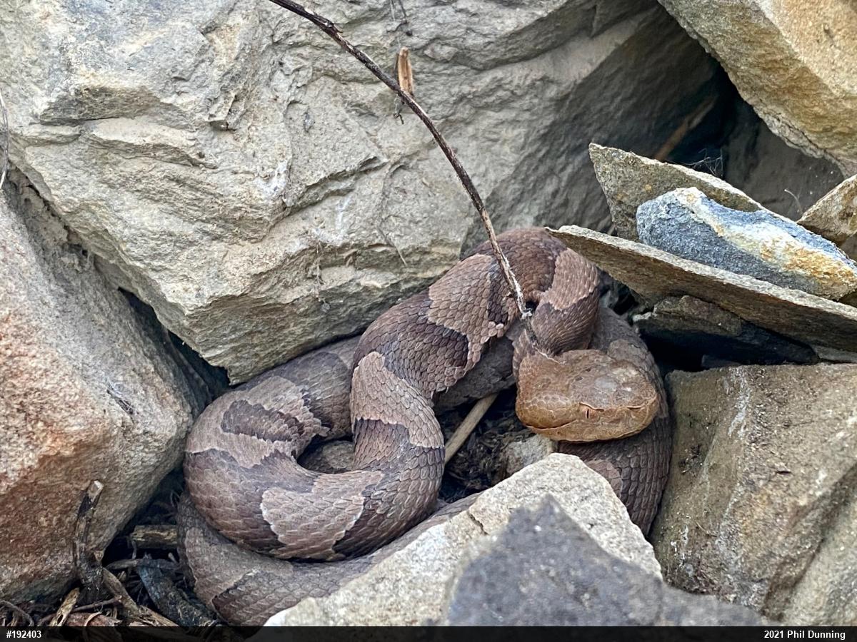 Northern Copperhead