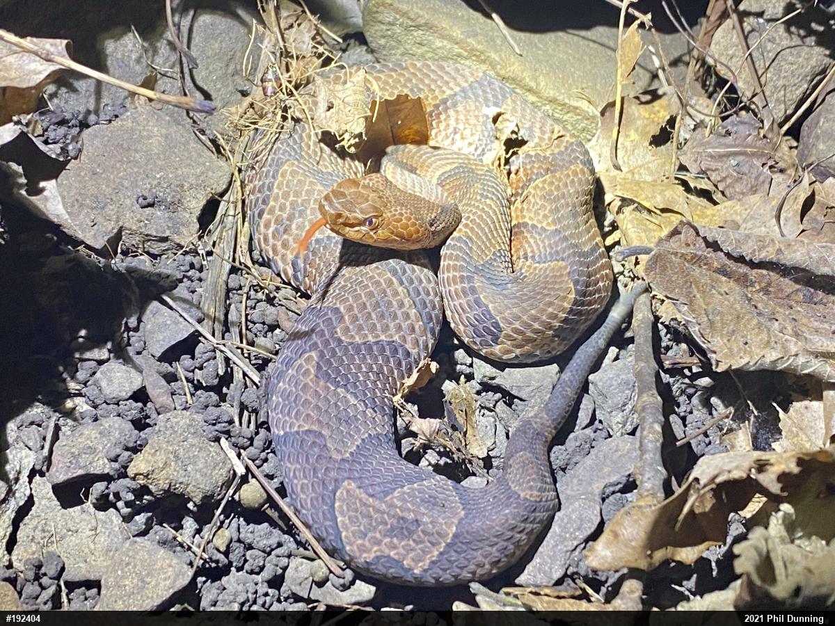 Northern Copperhead
