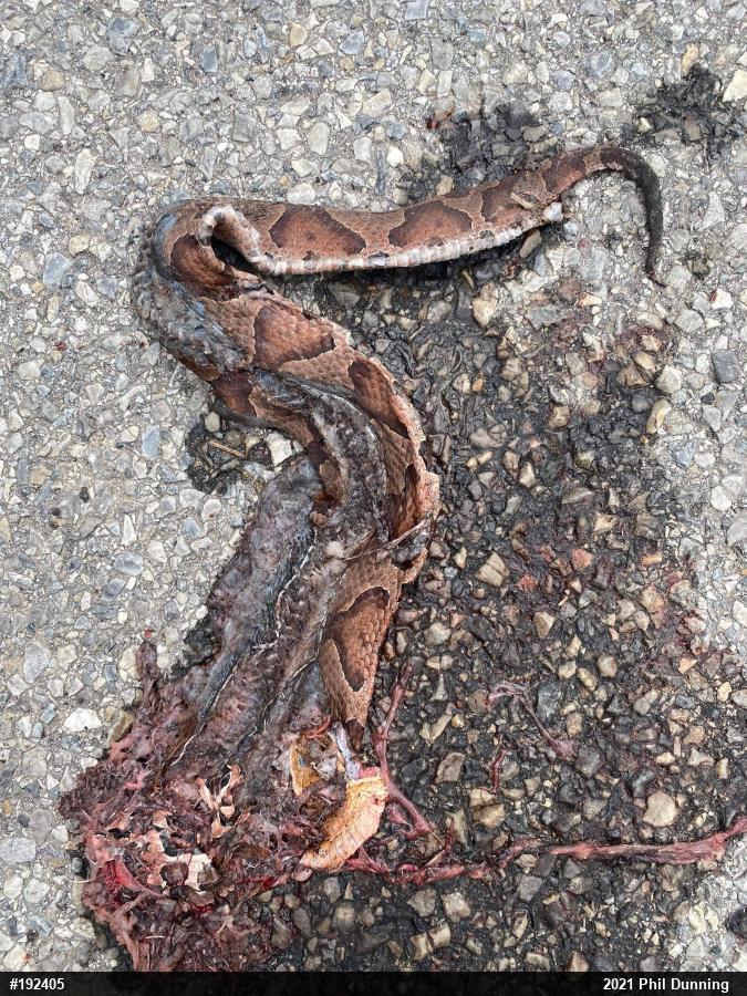 Northern Copperhead