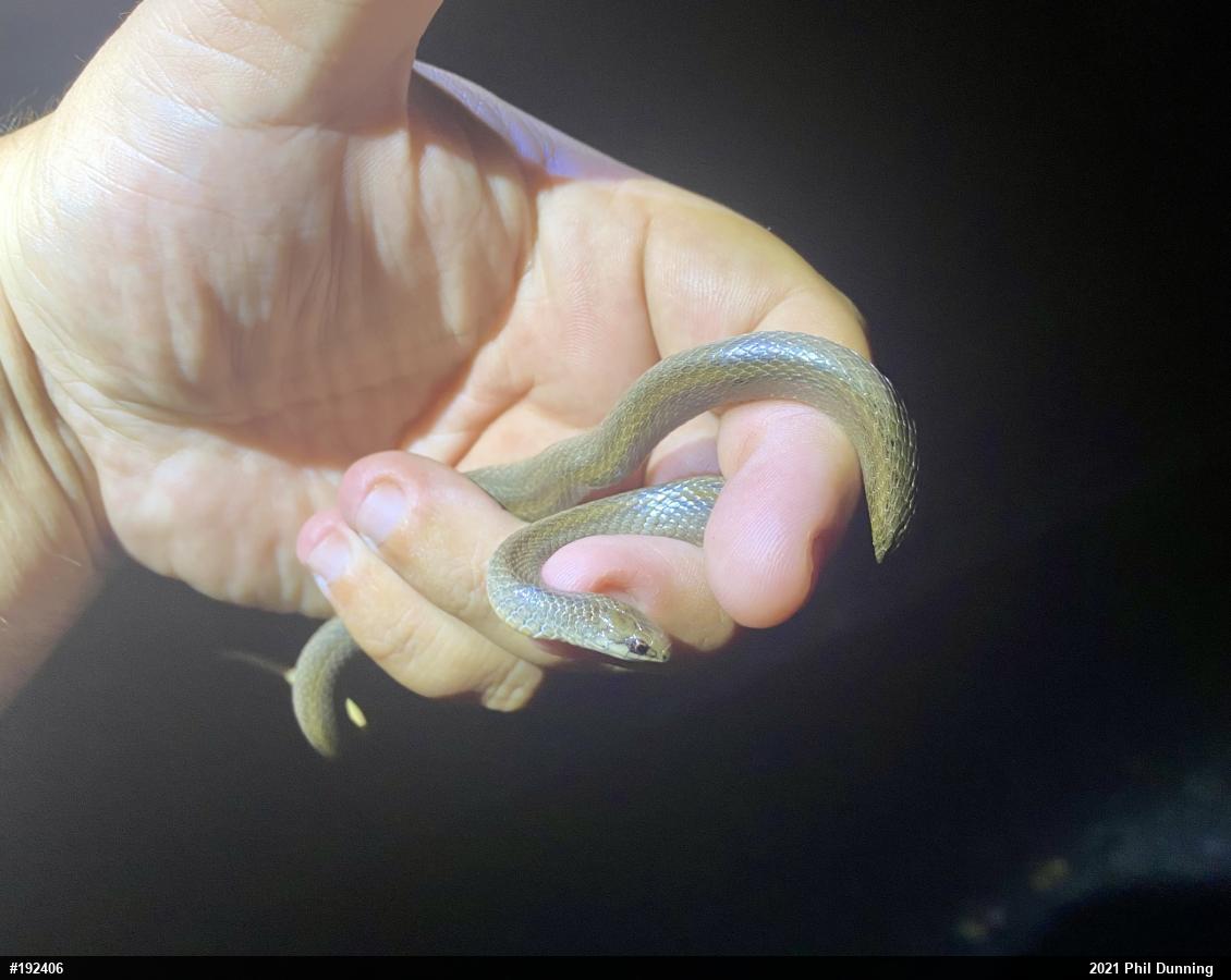 Mountain Earthsnake