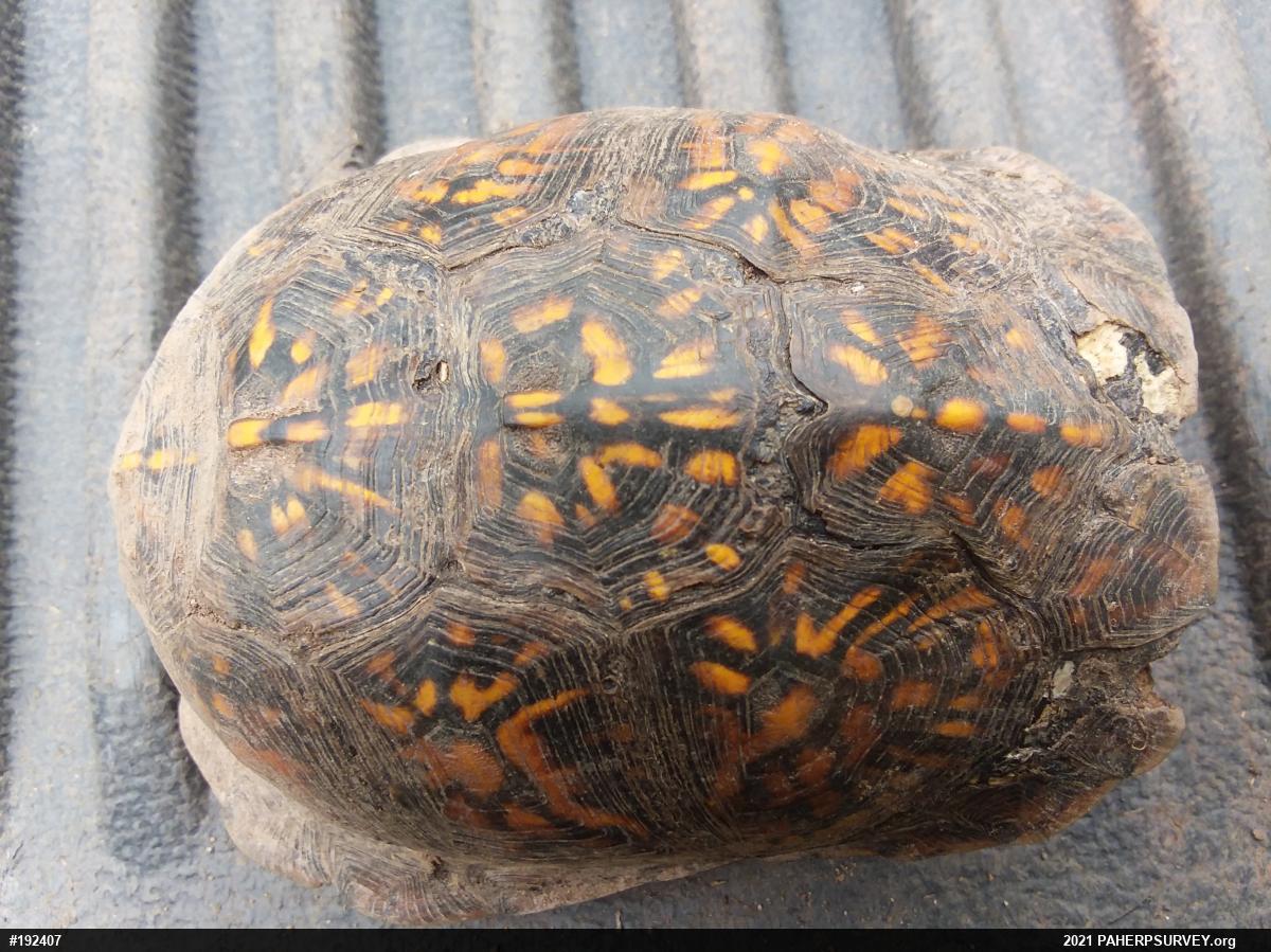 Eastern Box Turtle