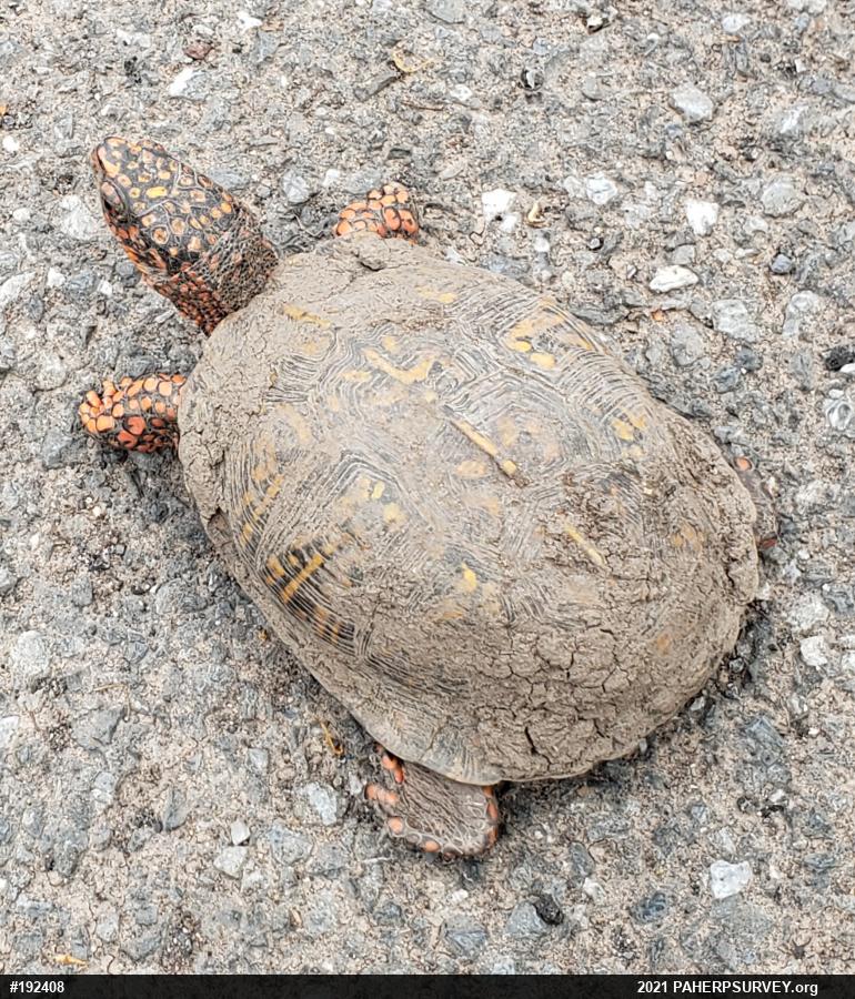 Eastern Box Turtle