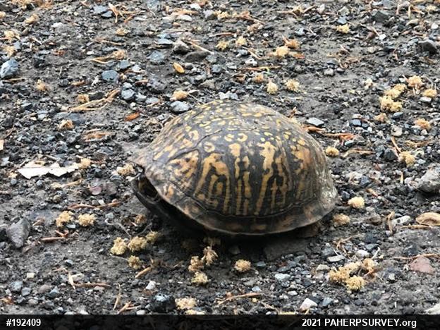 Eastern Box Turtle