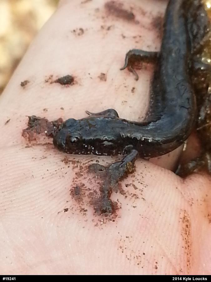 Northern Dusky Salamander