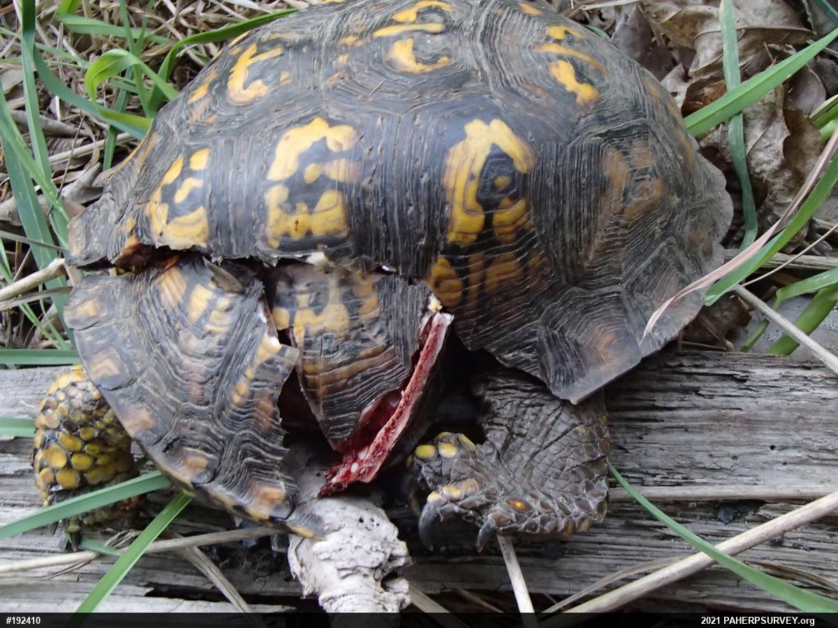 Eastern Box Turtle