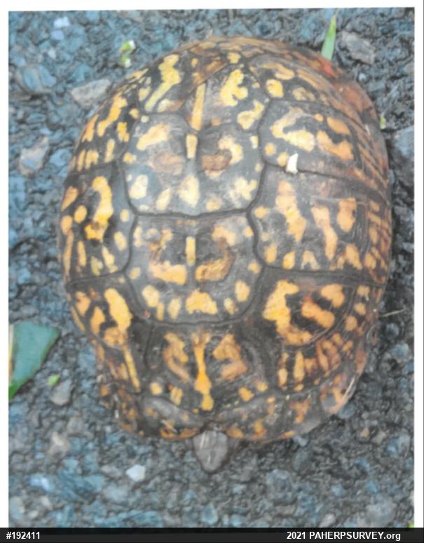 Eastern Box Turtle