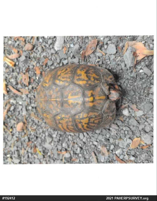 Eastern Box Turtle