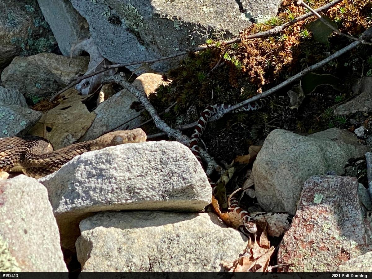 Eastern Milksnake