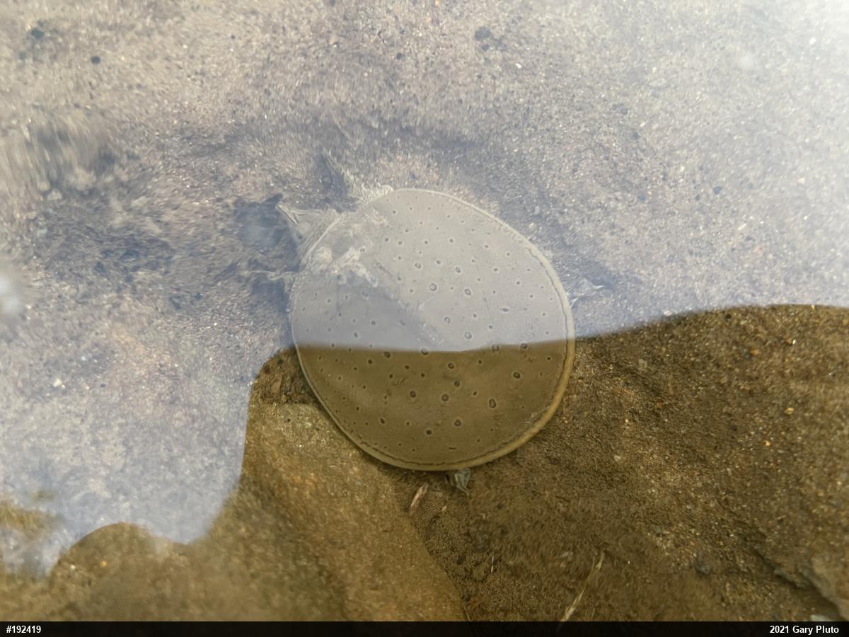 Eastern Spiny Softshell