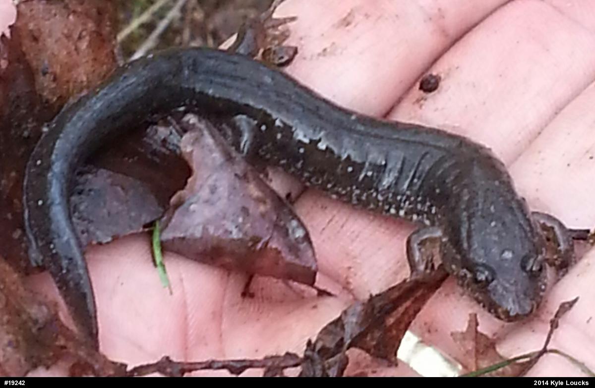 Northern Dusky Salamander