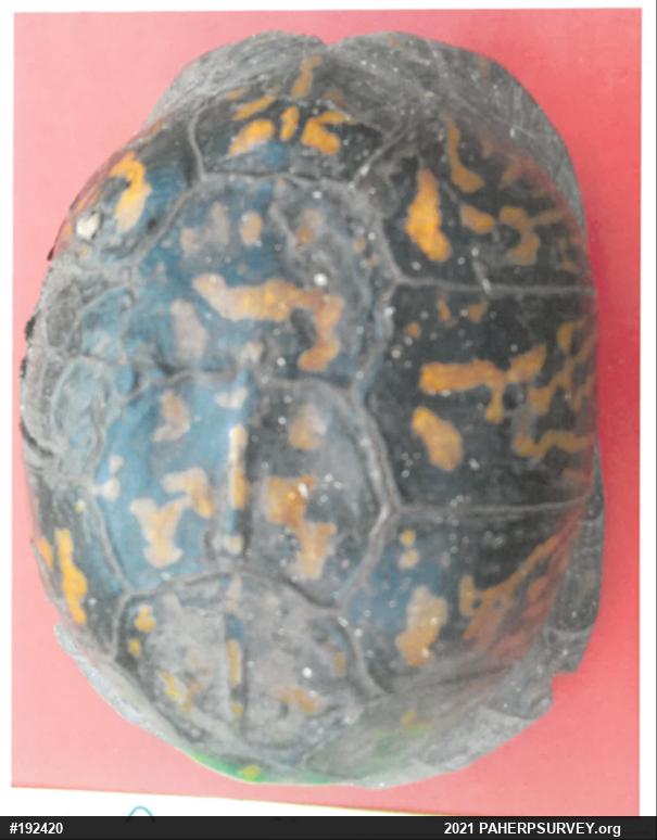 Eastern Box Turtle