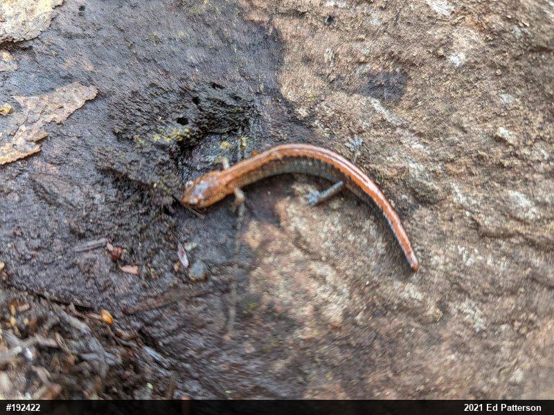 Eastern Red-backed  Salamander