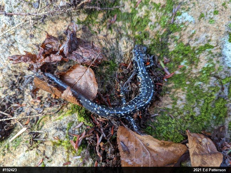 Northern Slimy Salamander