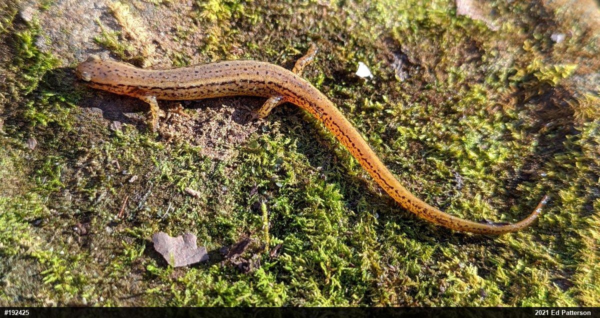 Northern Two-lined Salamander