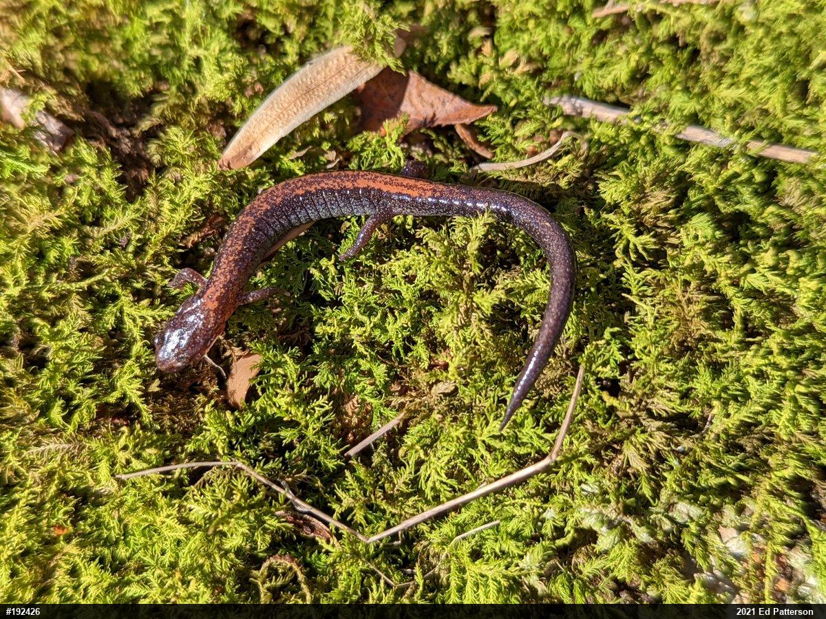 Eastern Red-backed  Salamander