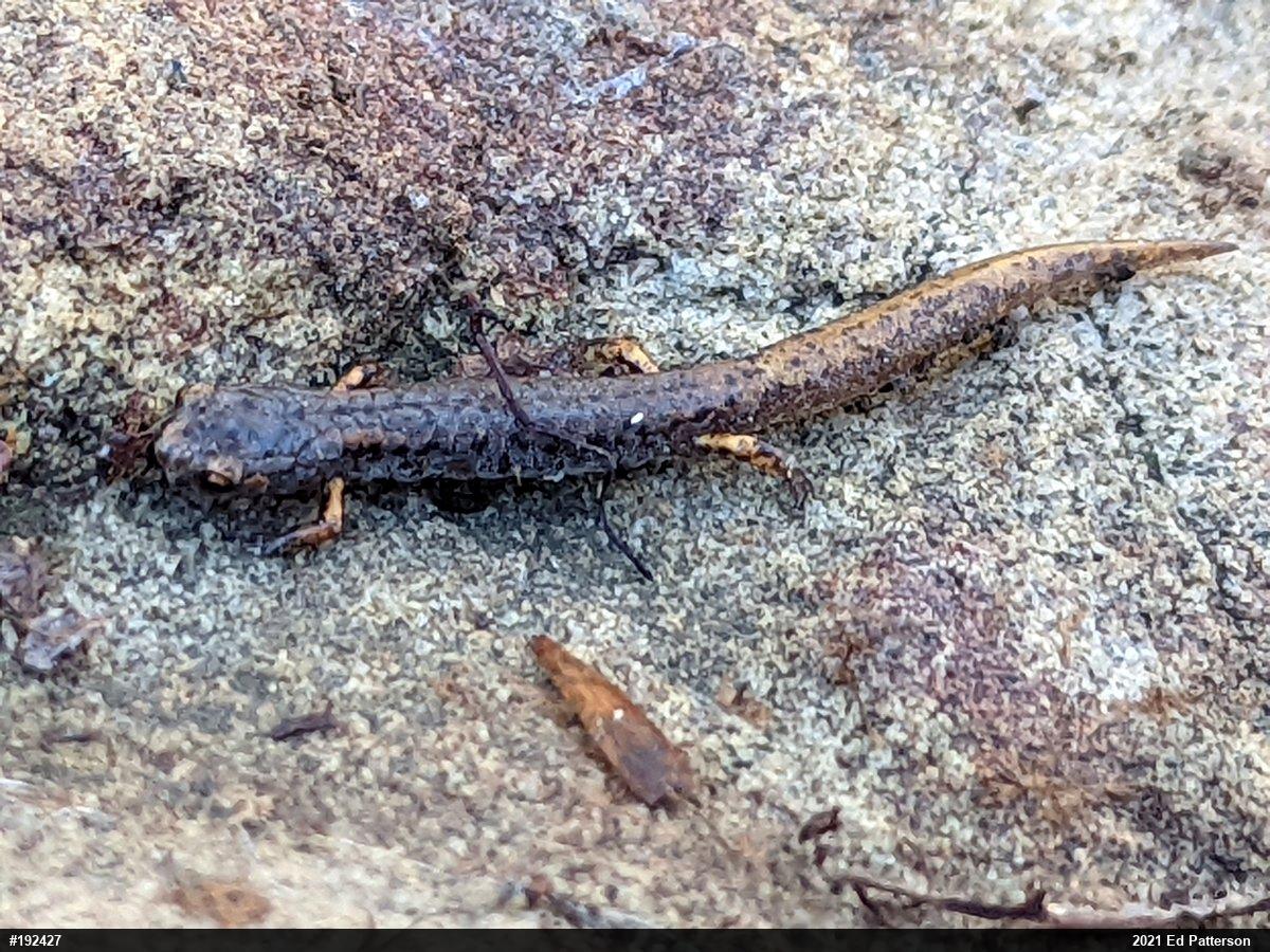 Four-toed Salamander