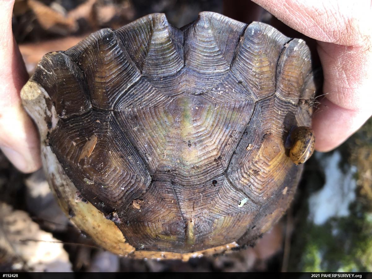 Eastern Box Turtle
