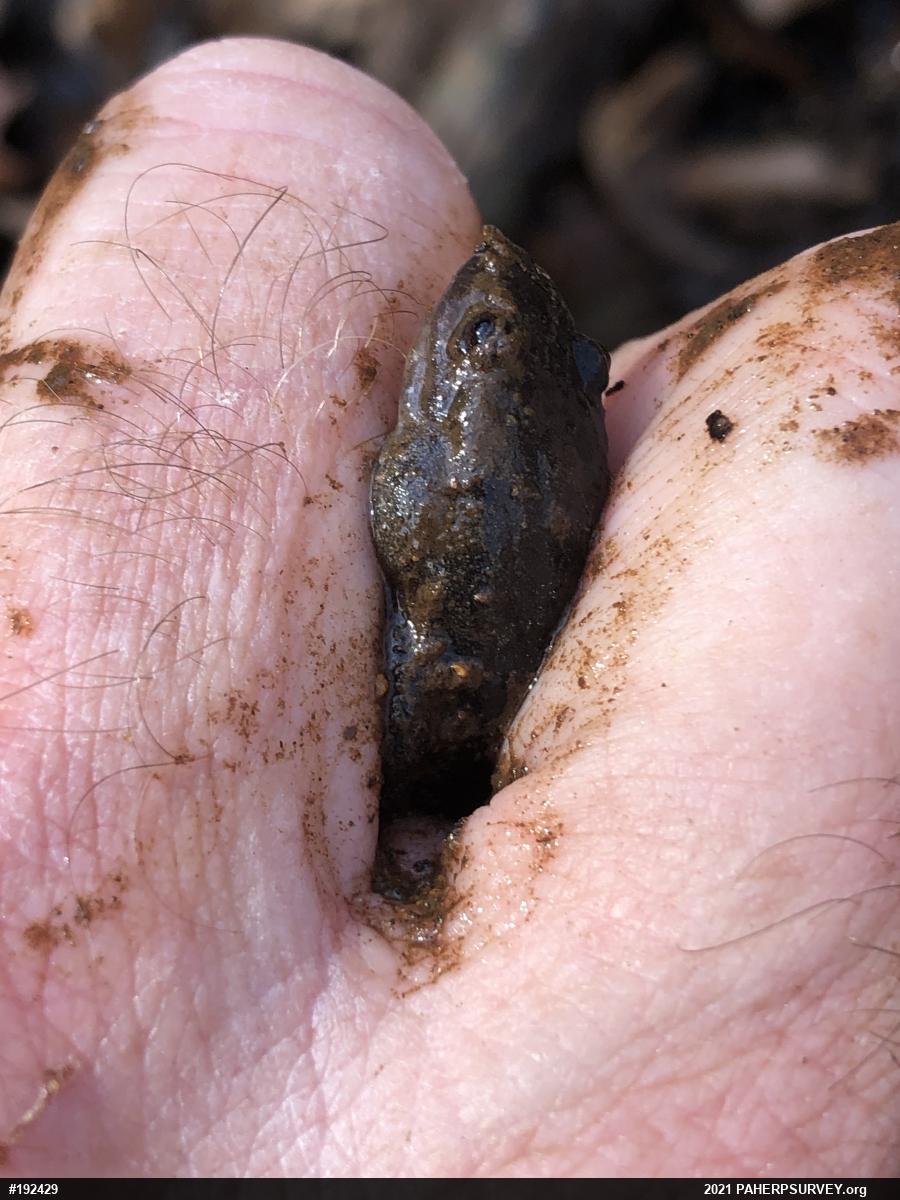 Northern Dusky Salamander