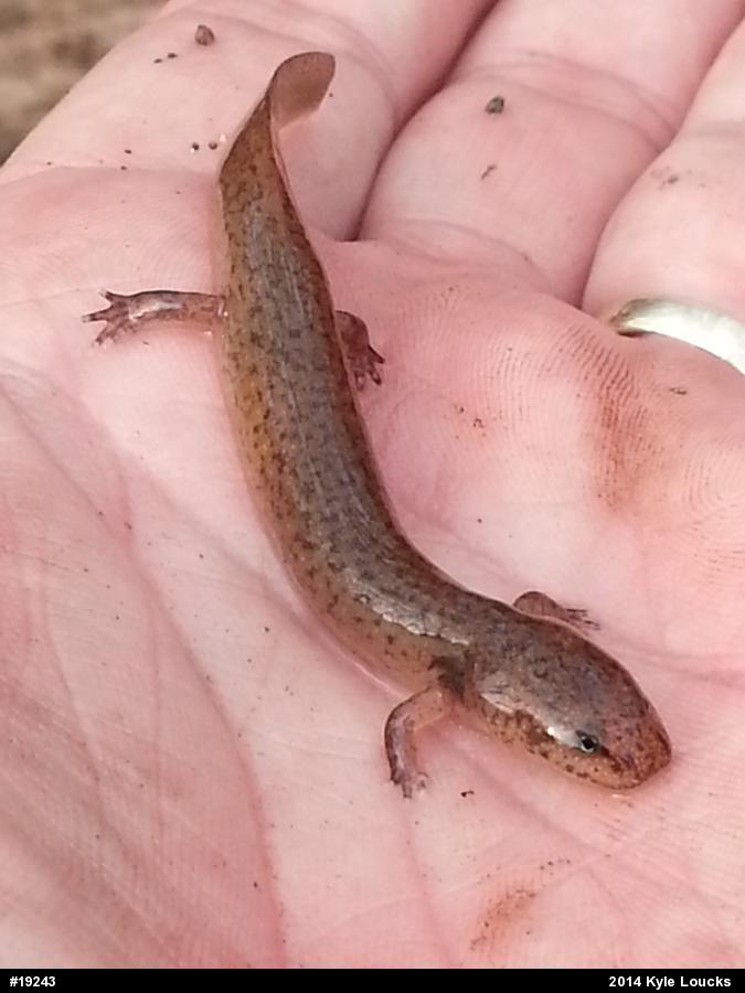 Northern Red Salamander