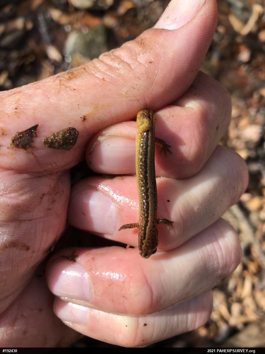 Northern Two-lined Salamander