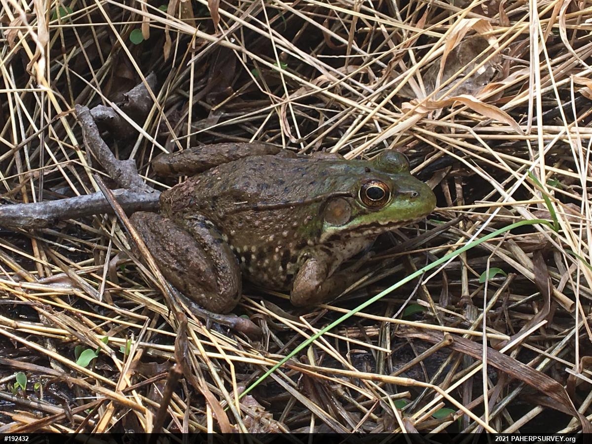 Green Frog
