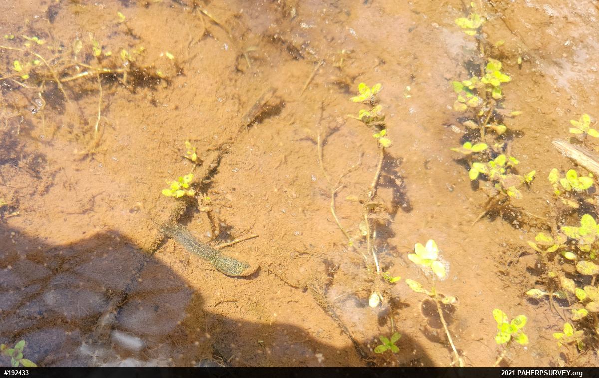 True Frogs