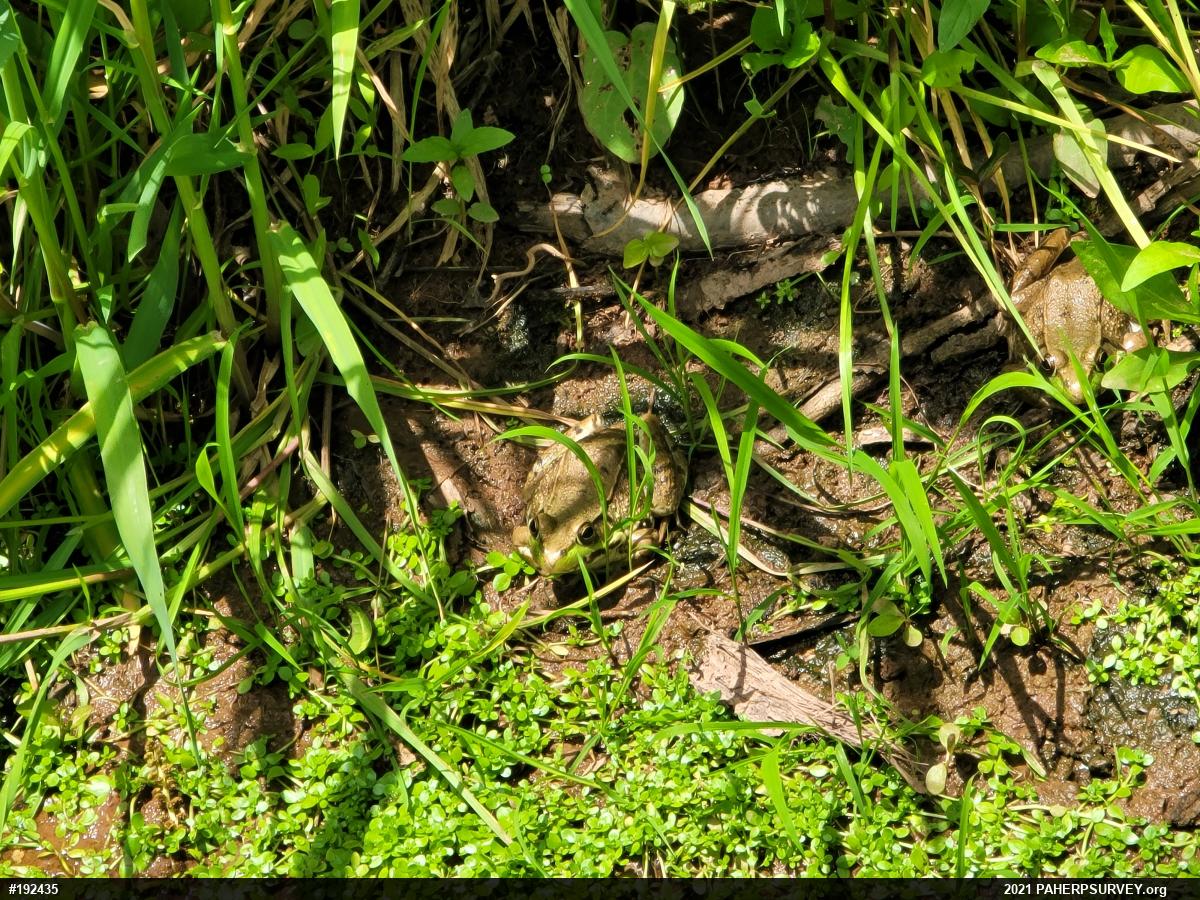 Green Frog