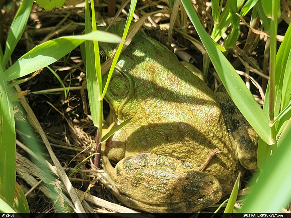 American Bullfrog