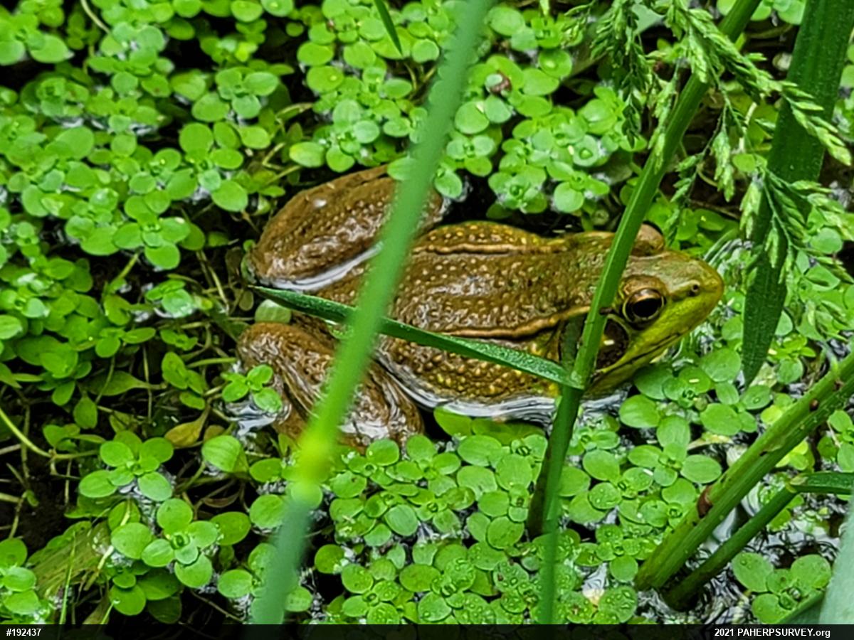 Green Frog