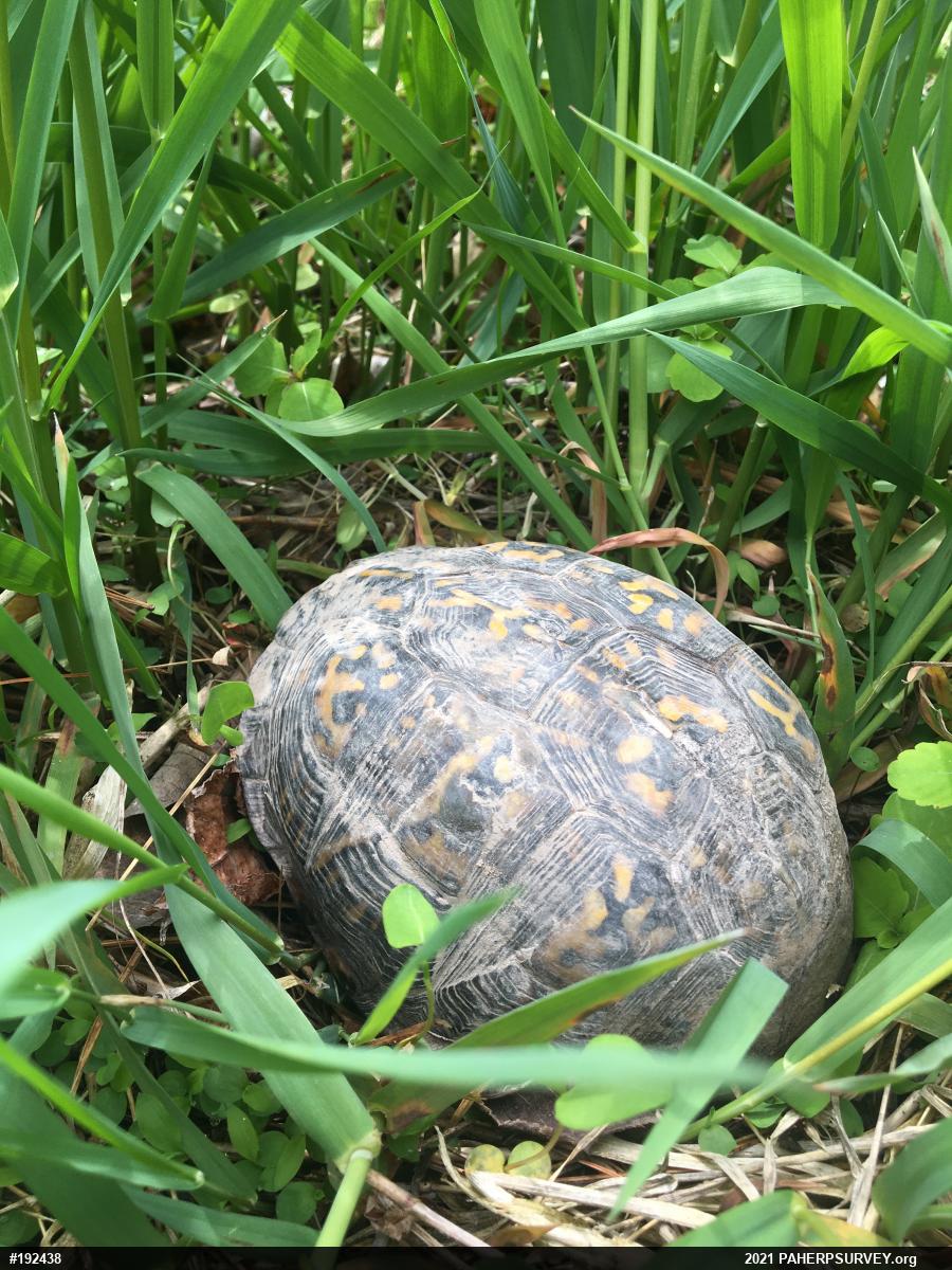 Eastern Box Turtle